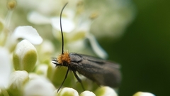 Cauchas rufifrontella