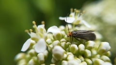 Cauchas rufifrontella