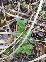 Vaccinium vitis-idaea