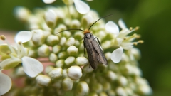 Cauchas rufifrontella