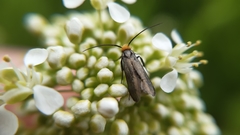 Cauchas rufifrontella