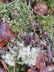 Cladonia