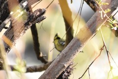 Machlolophus xanthogenys