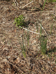 Allium