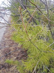 Pinus sylvestris