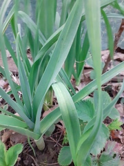 Allium porrum