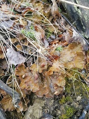 Peltigera