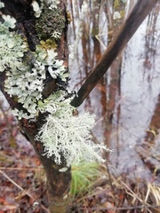Usnea