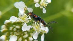 Haplomalachius flabellatus
