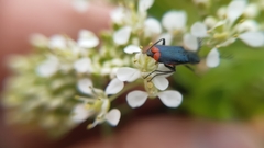 Haplomalachius flabellatus