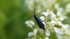 Haplomalachius flabellatus