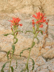 Castilleja martini martini