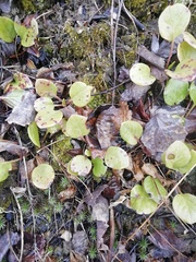 Pyrola