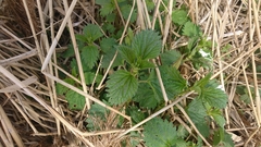 Urtica dioica