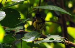 Geothlypis velata