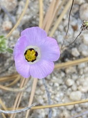 Linanthus bellus