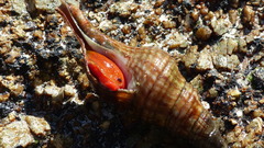 Africofusus ocelliferus