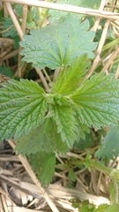 Urtica dioica