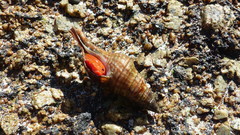 Africofusus ocelliferus