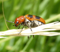 Antipus rufus