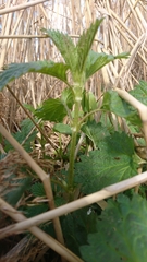 Urtica dioica