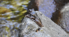 Plectrohyla