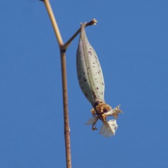 Trichocentrum brachyphyllum