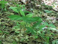 Polygonatum biflorum biflorum