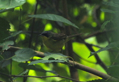 Geothlypis velata