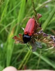 Ampedus cinnaberinus