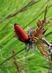 Ampedus cinnaberinus