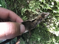 Anolis fuscoauratus
