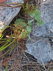 Centella flexuosa