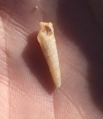 Terebridae