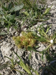 Ceratocephala falcata