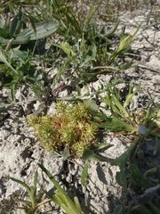 Ceratocephala falcata