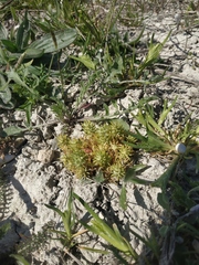 Ceratocephala falcata