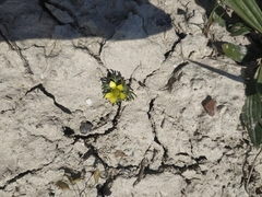 Ceratocephala falcata