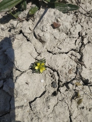 Ceratocephala falcata