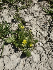 Ceratocephala falcata