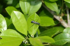 Chalybion zimmermanni