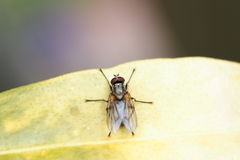 Diptera