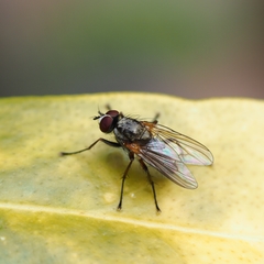 Diptera