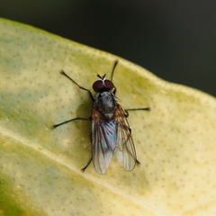 Diptera