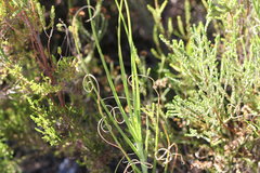 Pentameris curvifolia