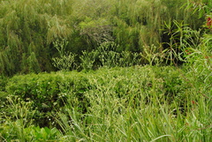 Eryngium