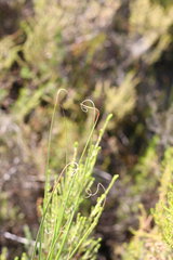 Pentameris curvifolia