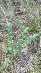 Linaria dalmatica dalmatica