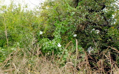 Ipomoea alba