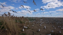 Larus delawarensis